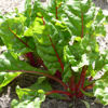 Picture of Mangold Rhubarb Chard ekologiskt odlat frö