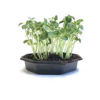 Picture of Solros till skottodling