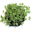 Picture of Rädisa Daikon, ekologiskt odlat frö