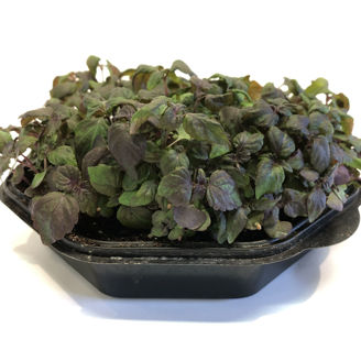 Picture of Shiso/Perilla röd