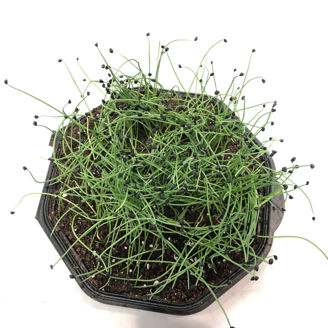 Picture of Gul lök till skottodling, ekologiskt odlat frö