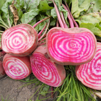 Picture of Polkabeta Tonda di Chioggia, ekologiskt odlat frö