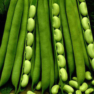 Picture of Buskflagoletböna Flagrano