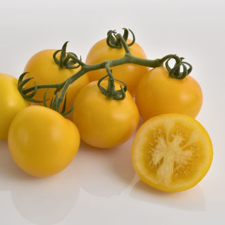 Picture of Tomat Mimosa F1 GSPP