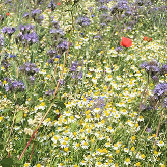 Picture of Blomsterblandning