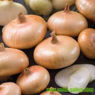 Picture of Lök special Borettana