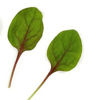 Picture of Spenat Red Tabby RZ F1