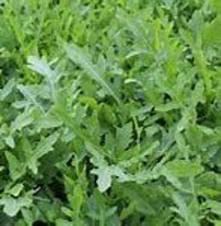 Picture of Vild ruccola, ekologiskt odlat frö