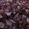Picture of Rödbeta Bull's Blood