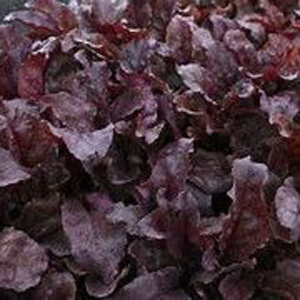 Picture of Rödbeta Bull's Blood