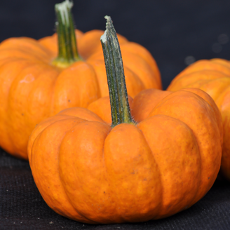 Picture of Halloweenpumpa Jill-be-Little