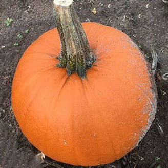 Picture of Halloweenpumpa Buzz F1