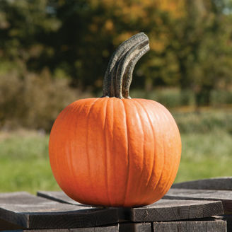 Picture of Halloweenpumpa Cinnamon Girl F1, ekologiskt odlat frö