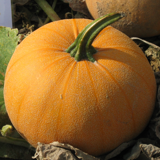 Picture of Pumpa Winter Luxury