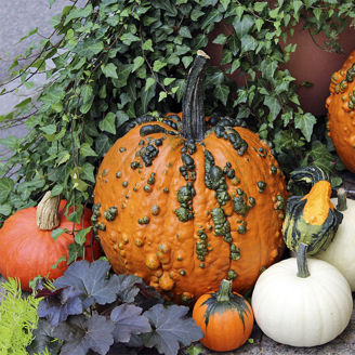 Picture of Halloweenpumpa Warty Goblin F1