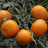 Picture of Halloweenpumpa Magician F1