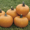 Picture of Pumpa Tom Fox
