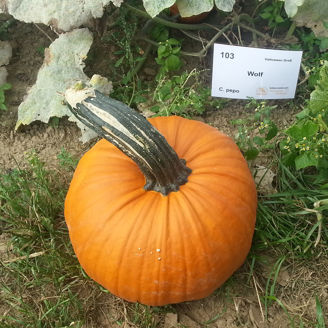Picture of Pumpa Wolf