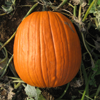 Picture of Halloweenpumpa Champion