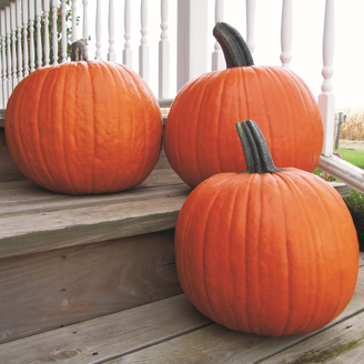Picture of Halloweenpumpa Gold Medal F1