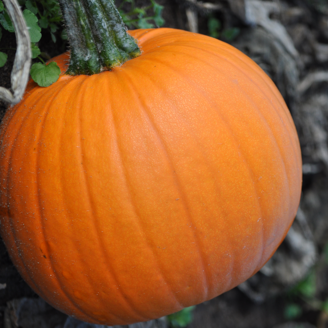 Picture of Halloweenpumpa Field Trip F1