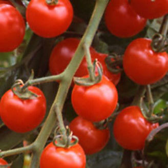 Picture of Tomat Suncherry F1