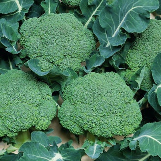 Picture of Broccoli Belstar F1, ekologiskt odlat frö