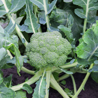 Picture of Broccoli Malibu F1