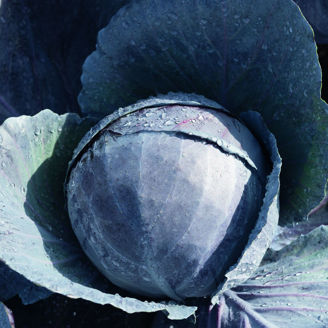 Picture of Rödkål Omero F1