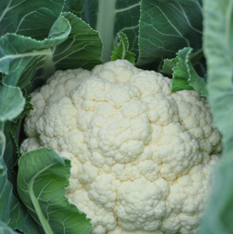 Picture of Blomkål Opaal RZ