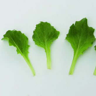 Picture of Batavia Greenbel