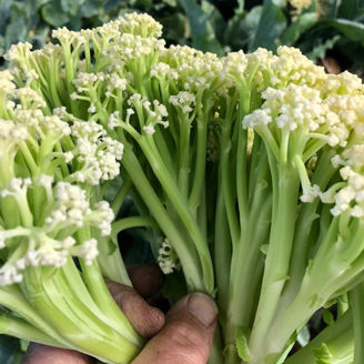 Picture of Blomkål, special Blumini