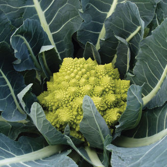 Picture of Romanesco Veronica F1, ekologiskt odlat frö
