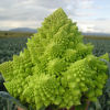 Picture of Romanesco Veronica F1, ekologiskt odlat frö