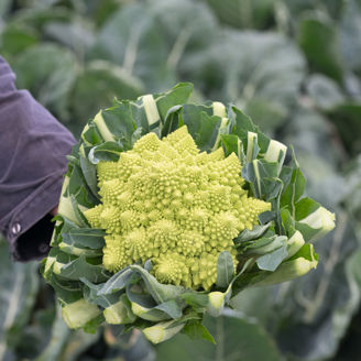 Picture of Romanesco White Gold F1