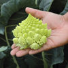 Picture of Romanesco White Gold F1