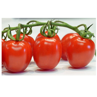 Picture of Tomat Redetto RZ F1 GSPP