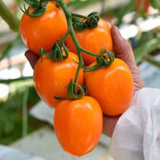 Picture of Tomat Orinade F1 GSPP