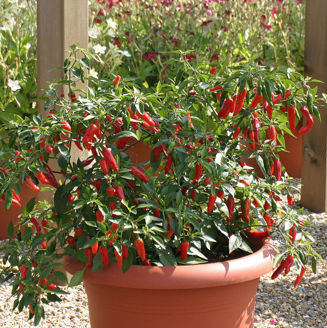 Picture of Chili Apache F1