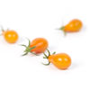 Picture of Tomat Operino RZ F1 GSPP
