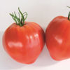 Picture of Tomat Cauralina HF1 GSPP