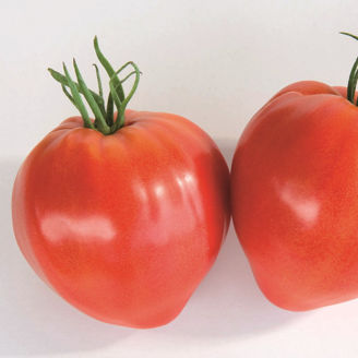 Picture of Tomat Cauralina HF1 GSPP