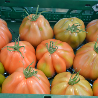Picture of Tomat Rugantino RZ F1 GSPP