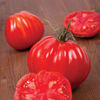 Picture of Tomat Liguria
