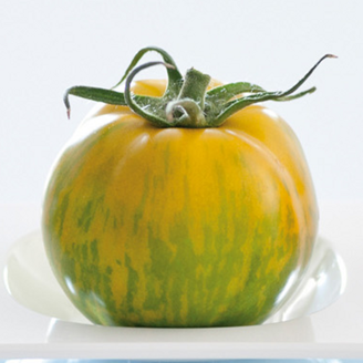 Picture of Tomat Tiverta F1 GSPP