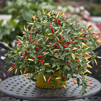 Picture of Chili Basket of Fire F1