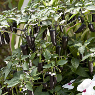 Picture of Chili Chenzo F1