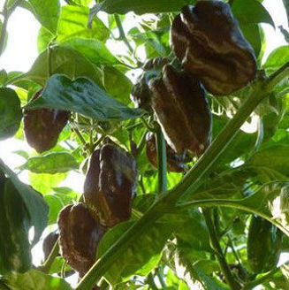 Picture of Habanero - choklad