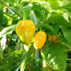 Picture of Habanero - gul