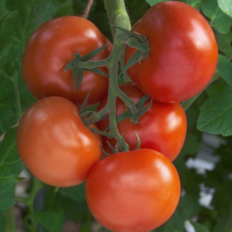 Picture of Tomat Rougella RZ F1 GSPP